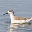 Wilson's Phalarope